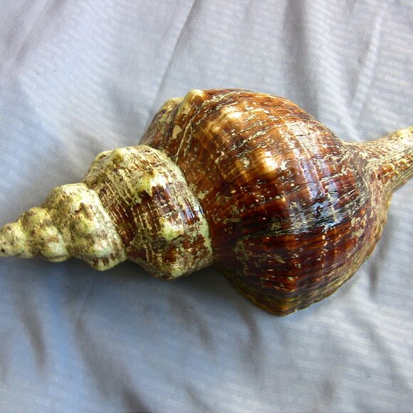 Beautiful Florida Horse Conch Shell 12" - Picture 3 of 8